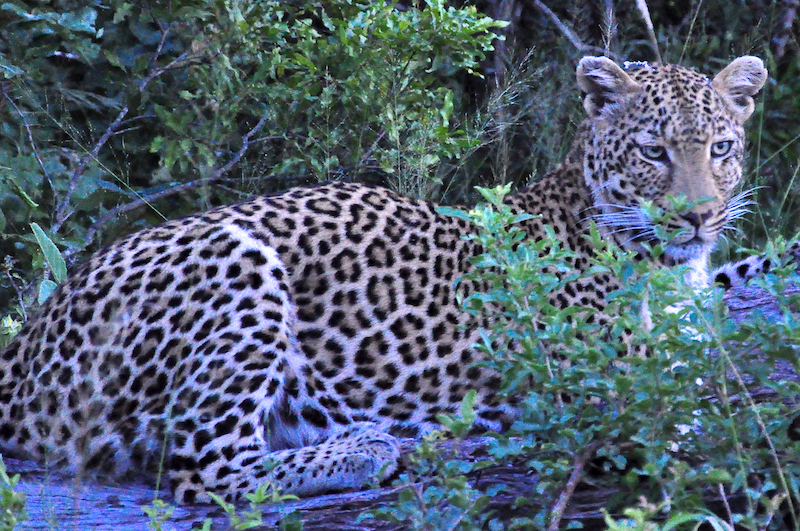 Melanie Heinrich - travel images - Lion Sands Private game reserver Hazyview